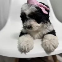 Prada, a female Miniature Bernedoodle for sale in Louisville, KY – Photo 7 of 10