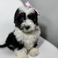 Prada, a female Miniature Bernedoodle for sale in Louisville, KY – Photo 4 of 10
