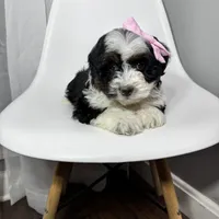 Prada, a female Miniature Bernedoodle for sale in Louisville, KY – Photo 2 of 10