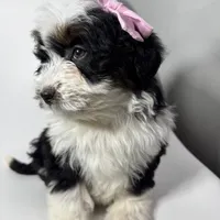 Prada, a female Miniature Bernedoodle for sale in Louisville, KY – Photo 9 of 10