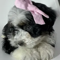 Prada, a female Miniature Bernedoodle for sale in Louisville, KY – Photo 8 of 10