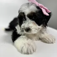 Prada, a female Miniature Bernedoodle for sale in Louisville, KY – Photo 6 of 10