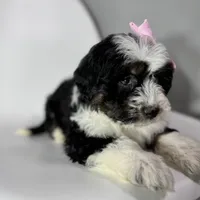Prada, a female Miniature Bernedoodle for sale in Louisville, KY – Photo 3 of 10