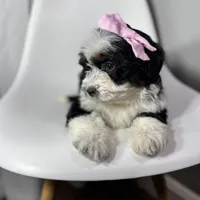 Prada, a female Miniature Bernedoodle for sale in Louisville, KY – Photo 1 of 10