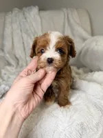 Orion, a male Cavapoo for sale in Louisville, KY – 5 of 10