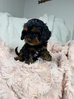 Tootsie 🎀, a female Cavapoo for sale in Louisville, KY – 10 of 10