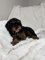 Reese 💙, a female Cavapoo for sale in Louisville, KY – 3 of 10