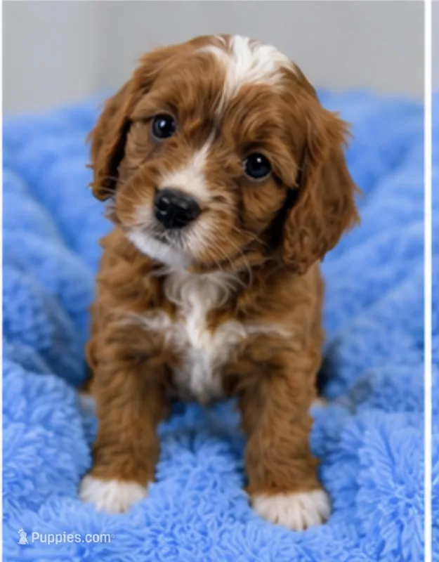 Teddy  – Cavapoo puppy for sale in Louisville, KY