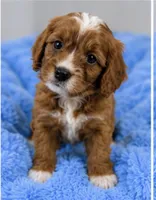 Teddy , a male Cavapoo for sale in Louisville, KY – 1 of 7
