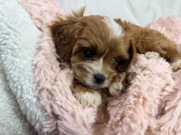Caramel 🎀, a female Cavapoo for sale in Louisville, KY – 6 of 10