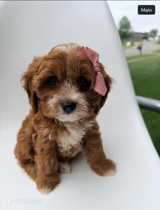 Marley – Cavapoo puppy for sale in Louisville, KY