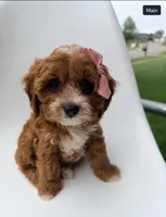 Marley, a female Cavapoo for sale in Louisville, KY – 1 of 8