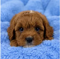 Ollie , a male Cavapoo for sale in Louisville, KY – 6 of 10