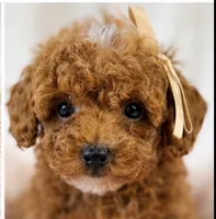 Millie-tiny 1.6 lbs , a female Poodle - Toy  for sale in Louisville, KY – 9 of 9