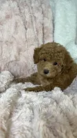 Grace, a female Poodle - Toy  for sale in Louisville, KY – 8 of 10