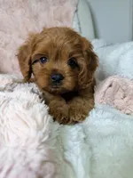 Luna , a female Cavapoo for sale in Louisville, KY – 3 of 9