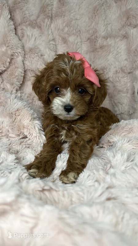 Marley – Cavapoo puppy for sale in Louisville, KY