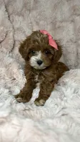 Marley, a female Cavapoo for sale in Louisville, KY – 1 of 10