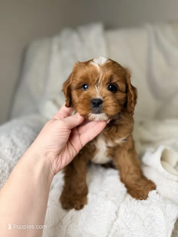 Cosmo – Cavapoo puppy for sale in Louisville, KY