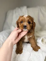 Cosmo, a male Cavapoo for sale in Louisville, KY – 1 of 8