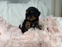Tootsie 🎀, a female Cavapoo for sale in Louisville, KY – 6 of 10
