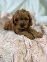 Frannie, a female Cavapoo for sale in Louisville, KY – 7 of 8