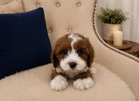 Wally, a male Cavapoo for sale in Louisville, KY – 4 of 8