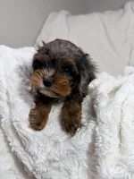 Peanut 🥜 , a female Cavapoo for sale in Louisville, KY – 7 of 10