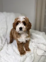 Milo , a male Cavapoo for sale in Louisville, KY – 7 of 10