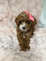 Marley, a female Cavapoo for sale in Louisville, KY – 3 of 10