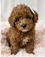 Honey-deep red 2.6 lbs , a female Poodle - Toy  for sale in Louisville, KY – 5 of 7