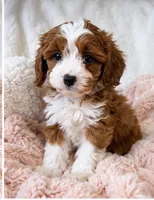 Isla, a female Cavapoo for sale in Louisville, KY – 3 of 5