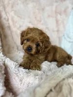 Luna , a female Cavapoo for sale in Louisville, KY – 2 of 9