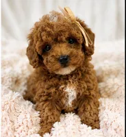 Millie-tiny 1.6 lbs , a female Poodle - Toy  for sale in Louisville, KY – 8 of 9