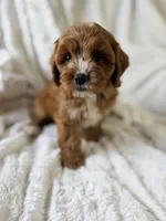 Atlas, a male Cavapoo for sale in Louisville, KY – 8 of 9