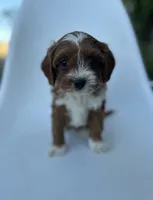 Oliver, a male Cavapoo for sale in Louisville, KY – 6 of 6
