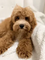Shane , a male Cavapoo for sale in Louisville, KY – 3 of 10