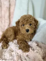 Grace, a female Poodle - Toy  for sale in Louisville, KY – 10 of 10