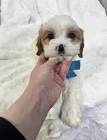 benny, a male Cavapoo for sale in Louisville, KY – Photo 3 of 7