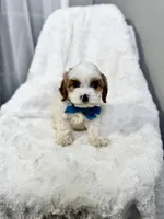 benny, a male Cavapoo for sale in Louisville, KY – Photo 1 of 7