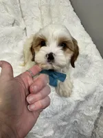 benny, a male Cavapoo for sale in Louisville, KY – Photo 2 of 7