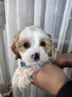 benny, a male Cavapoo for sale in Louisville, KY – Photo 6 of 7