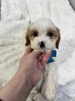 benny, a male Cavapoo for sale in Louisville, KY – Photo 7 of 7