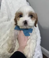 benny, a male Cavapoo for sale in Louisville, KY – Photo 4 of 7