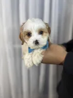 benny, a male Cavapoo for sale in Louisville, KY – Photo 5 of 7