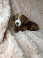 Nova , a female Cavapoo for sale in Louisville, KY – 6 of 8
