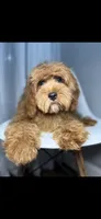 Grant, a male Cavapoo for sale in Louisville, KY – 6 of 6