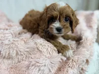 Caramel 🎀, a female Cavapoo for sale in Louisville, KY – 3 of 10