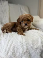 Apollo, a male Cavapoo for sale in Louisville, KY – 5 of 8