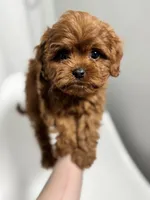 processed/03e9f551-54de-48cd-9003-f5a7c2f49a21/listing/bd1e50f2-24e6-4a76-ae95-20d141dff2ac/5231325e-eb60-4dfb-bf09-91e25e2b35b8